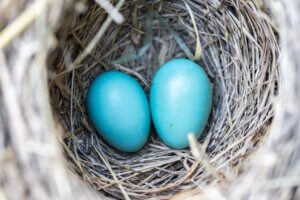 blue nest eggs