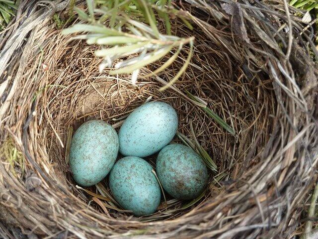 nest egg